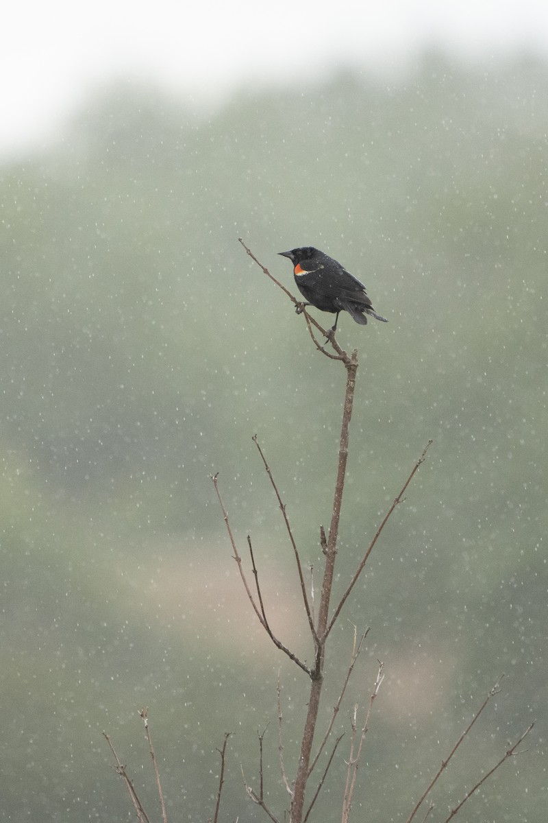 Red-winged Blackbird - ML621341777