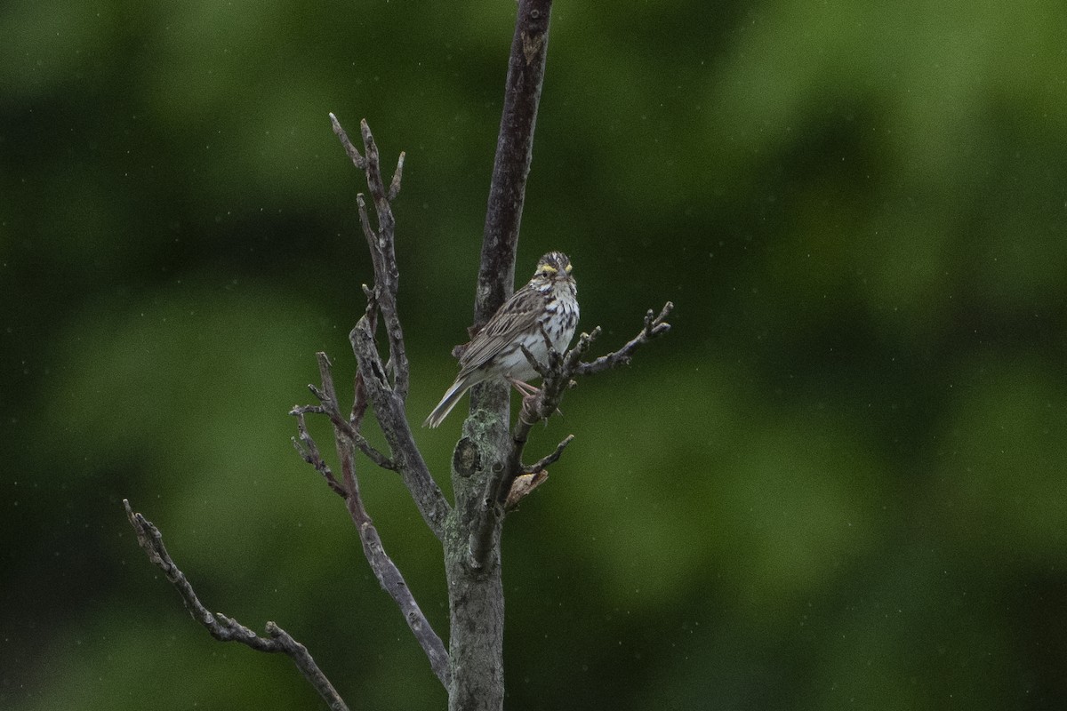 Savannah Sparrow - ML621341789