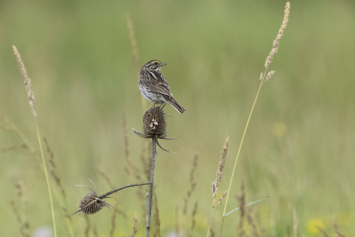 Savannah Sparrow - ML621341790