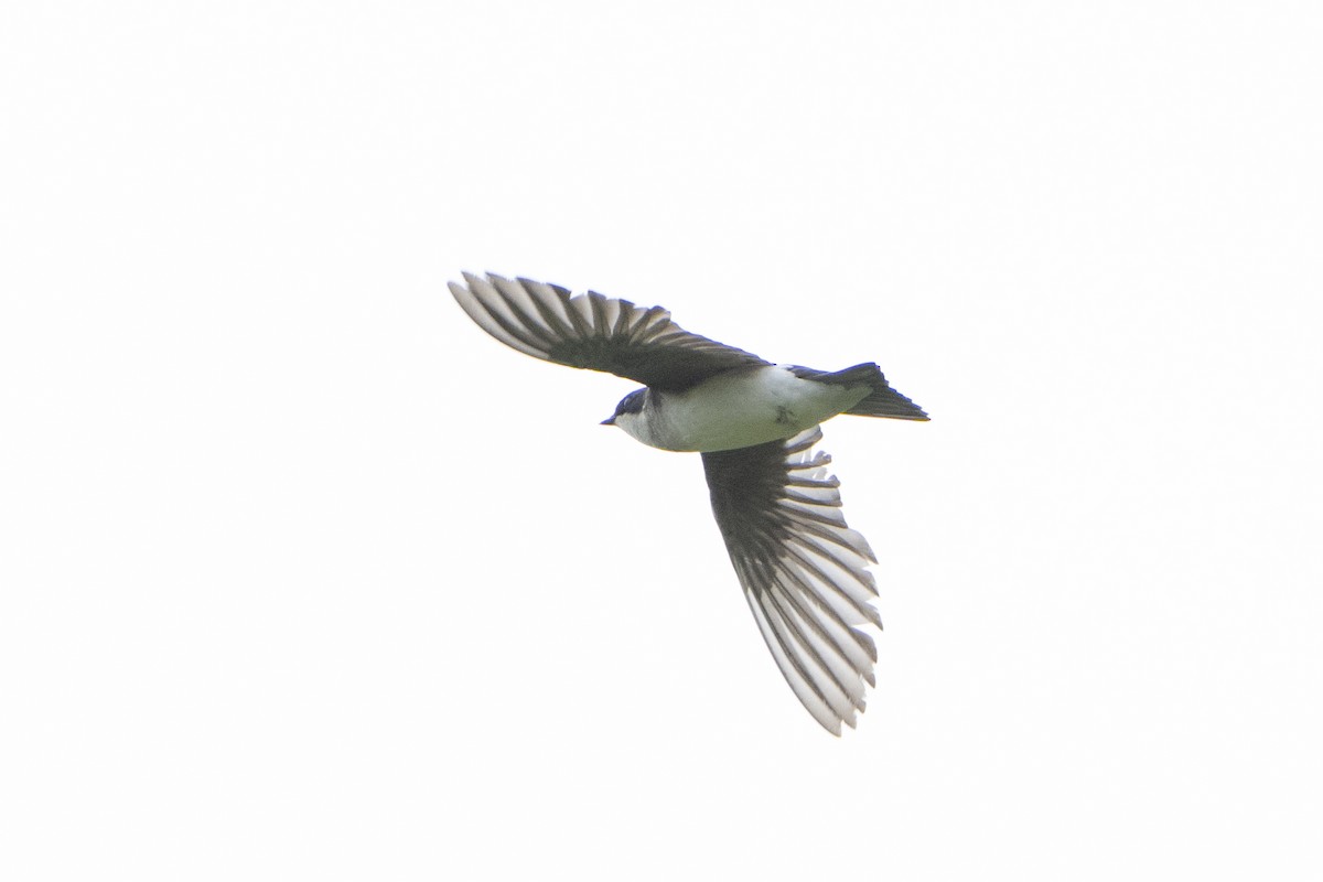 Tree Swallow - ML621341817