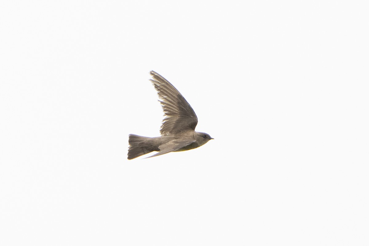 Northern Rough-winged Swallow - ML621341826