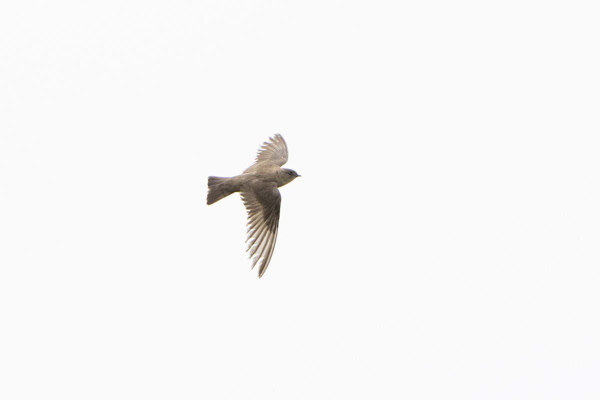 Northern Rough-winged Swallow - Kyle Arpke