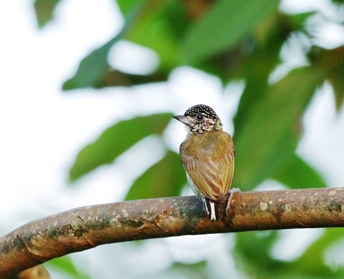 Bar-breasted Piculet - ML621341841