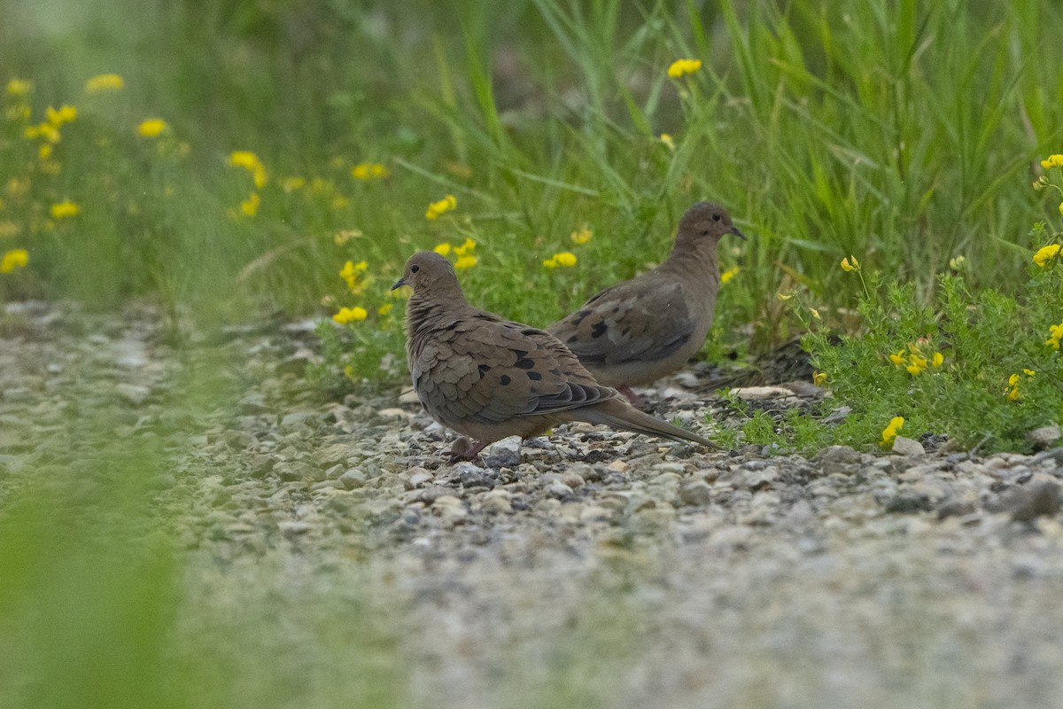 Mourning Dove - ML621341842