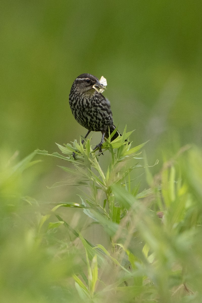 Red-winged Blackbird - ML621341854