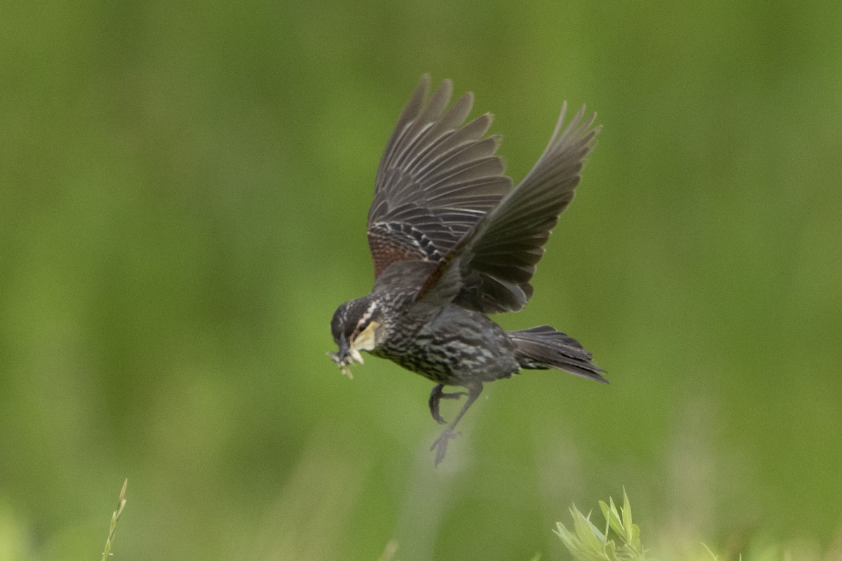 Red-winged Blackbird - Kyle Arpke