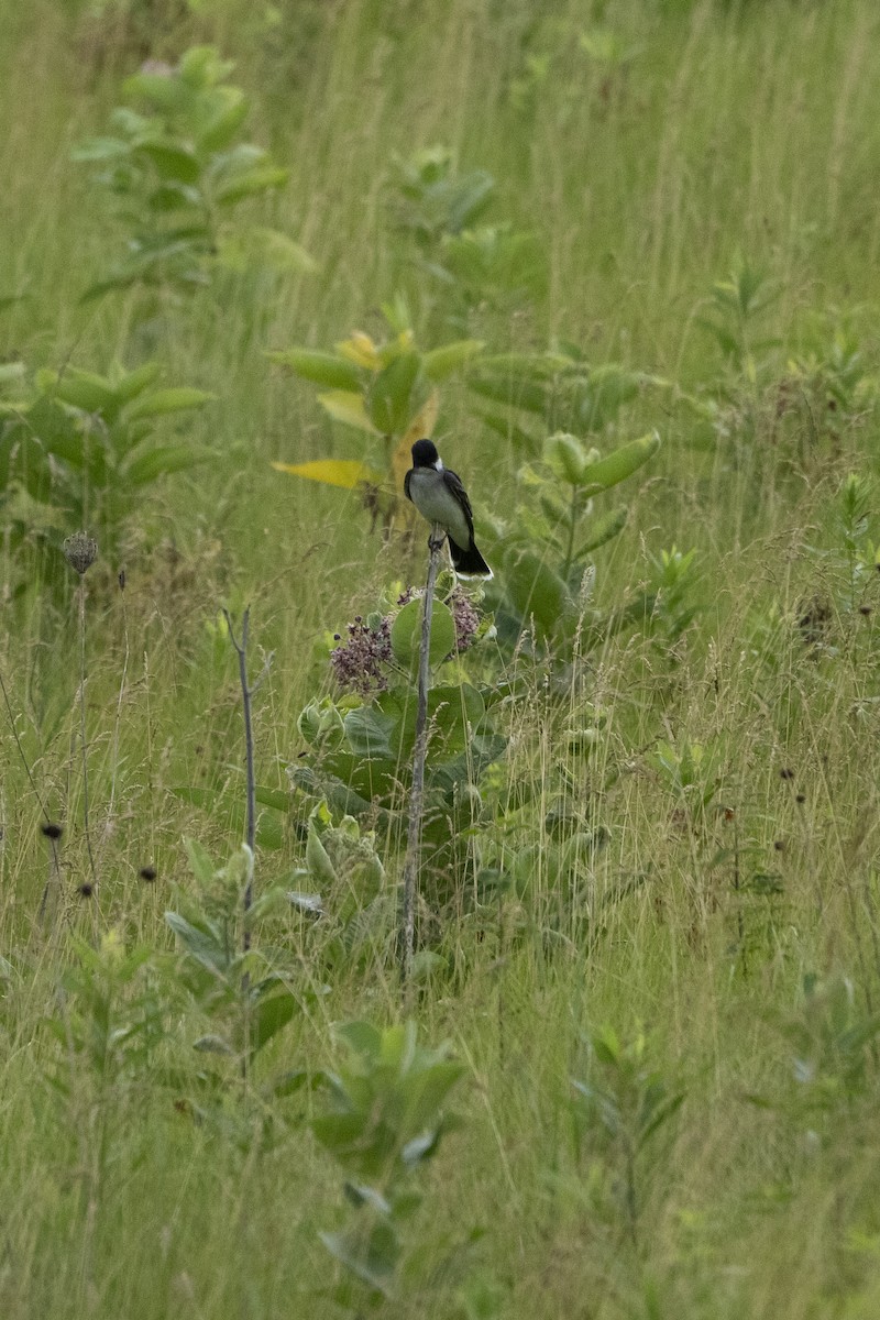 Eastern Kingbird - ML621341859