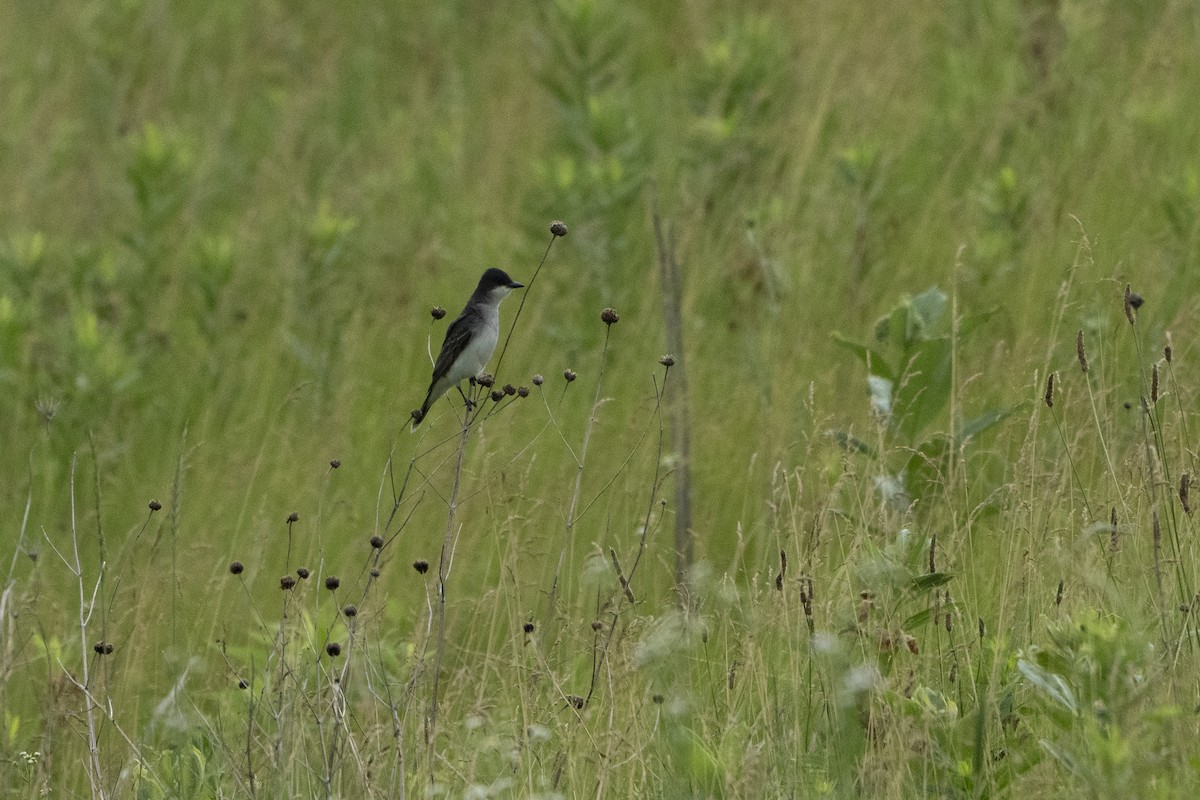 Eastern Kingbird - ML621341860