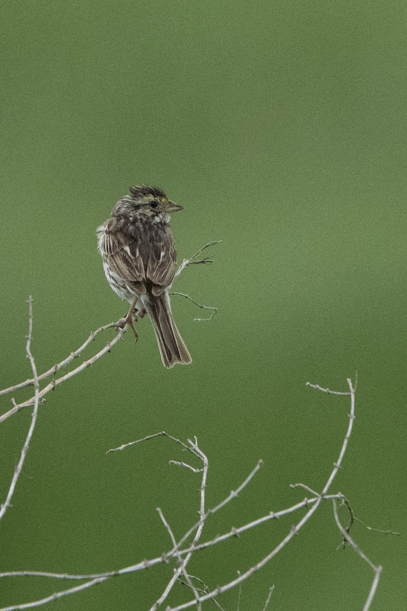 Savannah Sparrow - ML621341866