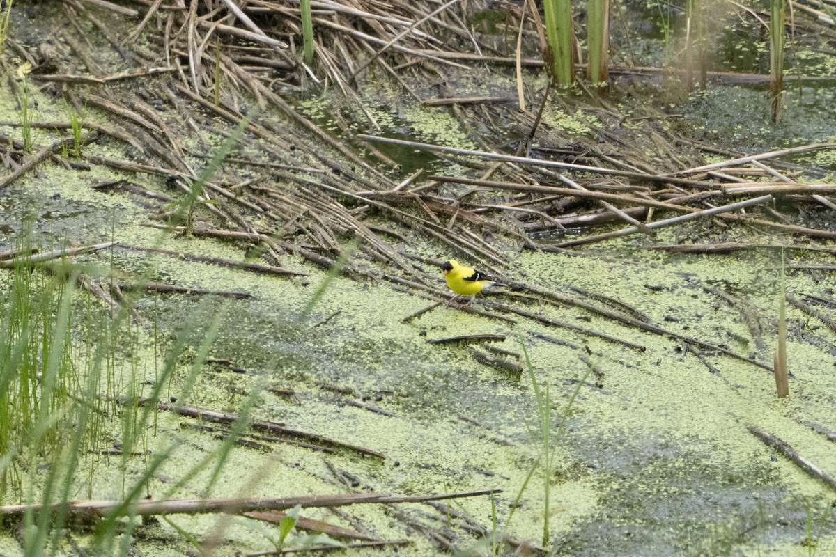 American Goldfinch - ML621341867