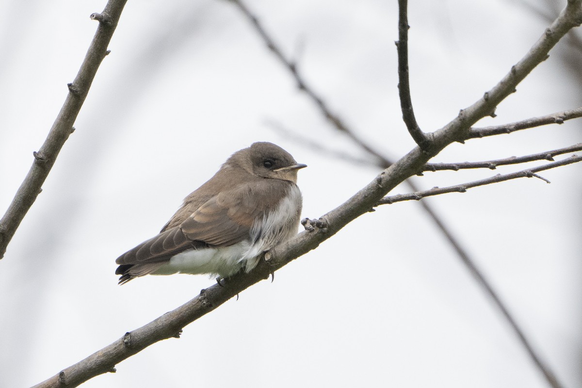 Northern Rough-winged Swallow - ML621341873