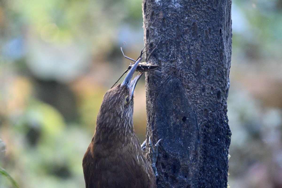 Strong-billed Woodcreeper (Andean/Northern) - ML621341876