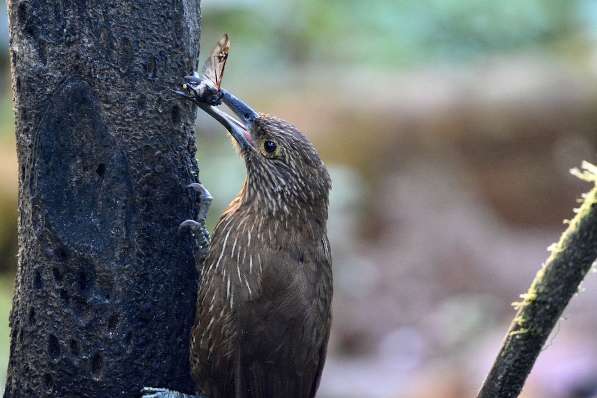 Strong-billed Woodcreeper (Andean/Northern) - ML621341877