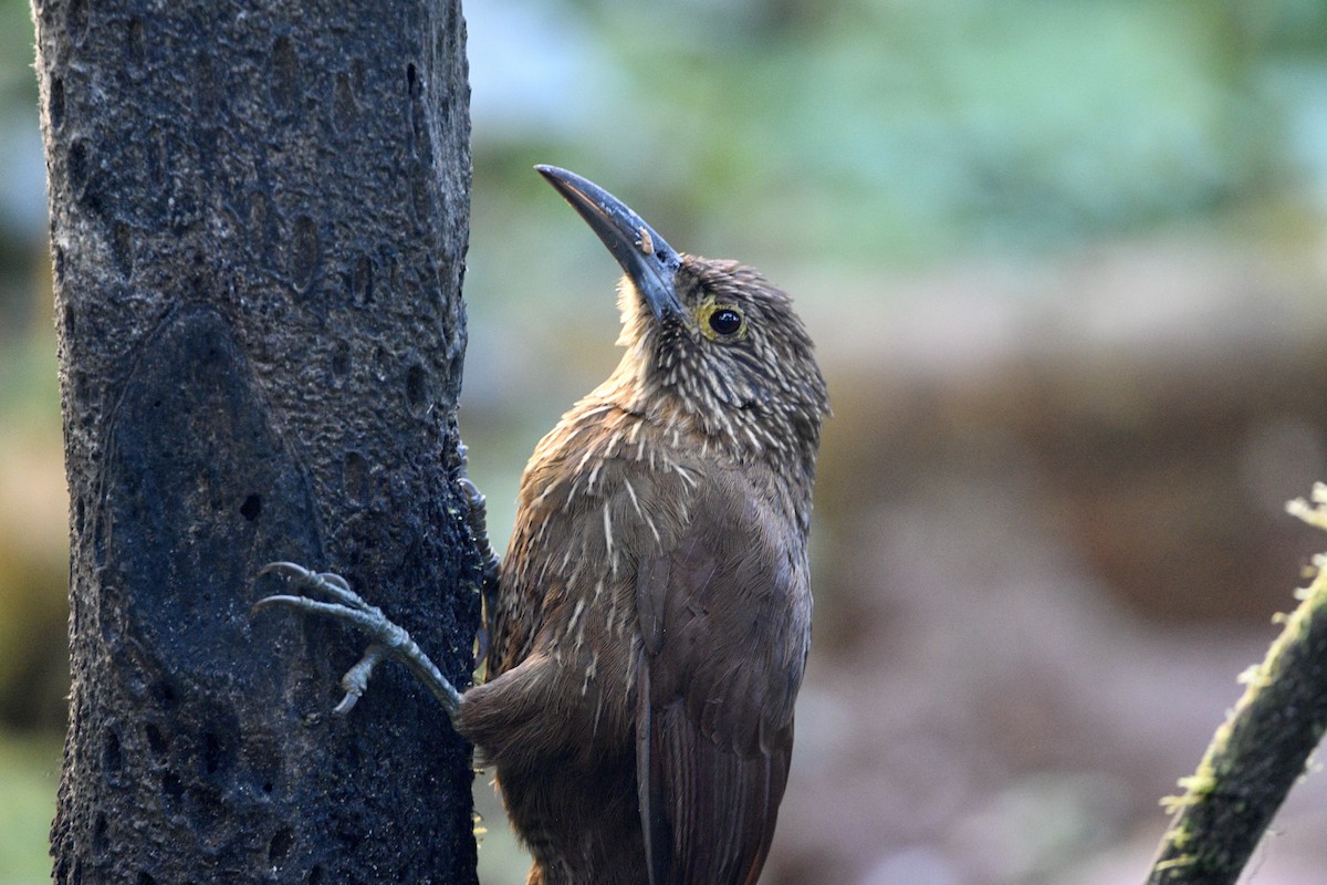 Strong-billed Woodcreeper (Andean/Northern) - ML621341878