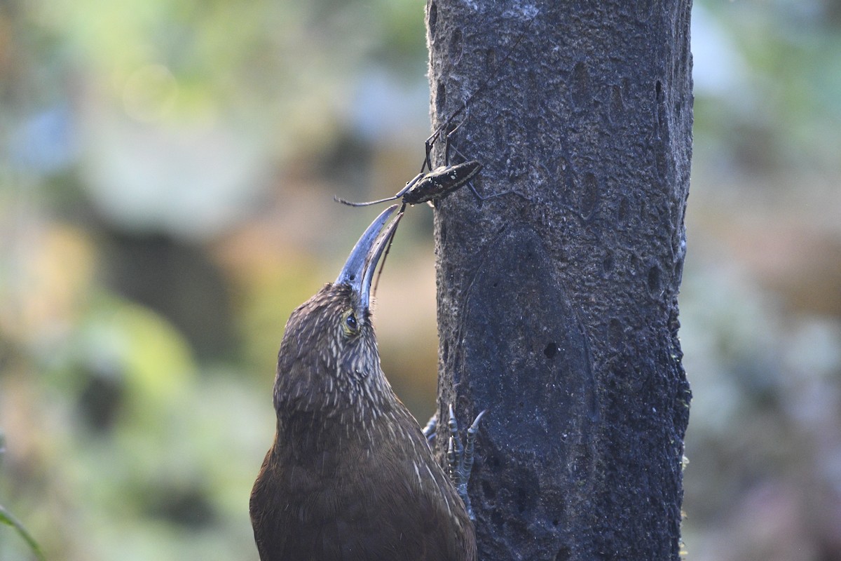 Strong-billed Woodcreeper (Andean/Northern) - Matt DuRoss