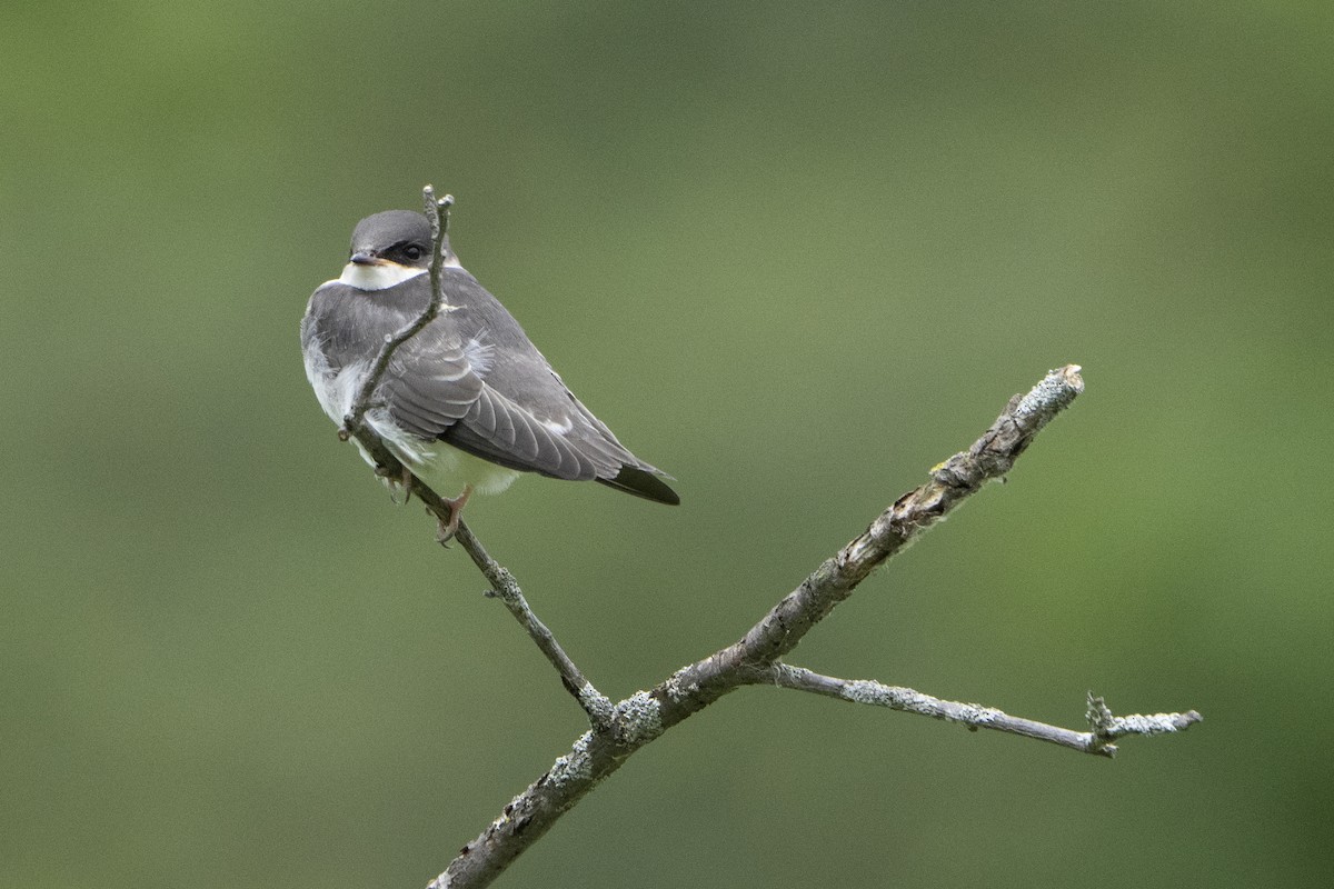 Tree Swallow - ML621341880