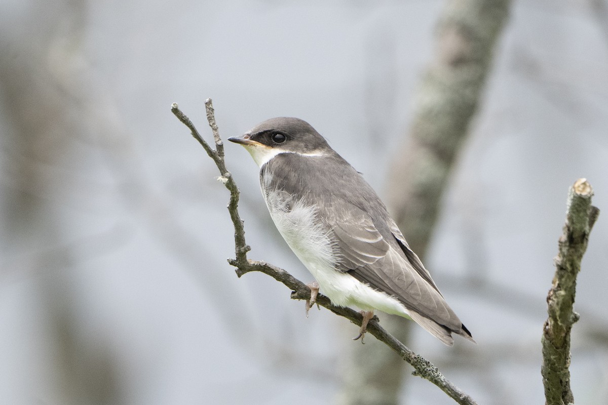 Tree Swallow - ML621341881