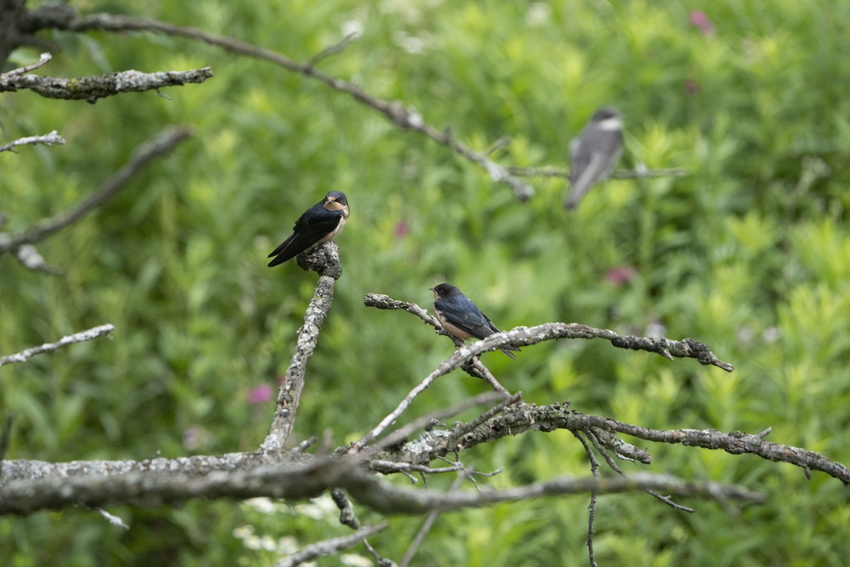 Barn Swallow - ML621341884