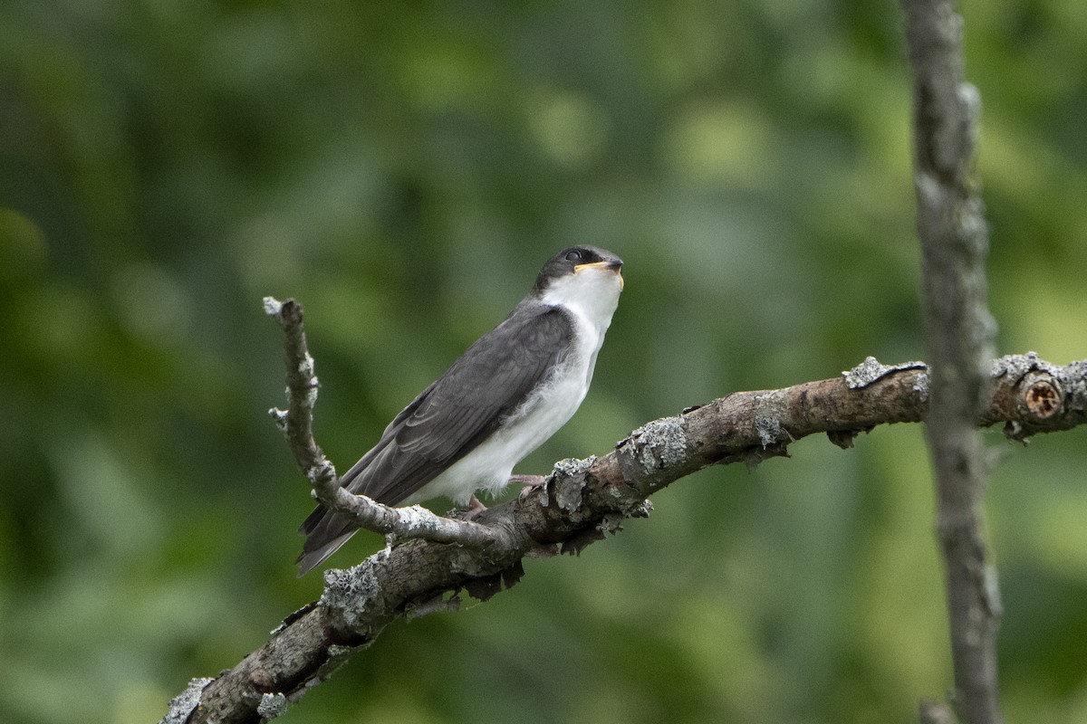 Tree Swallow - ML621341891