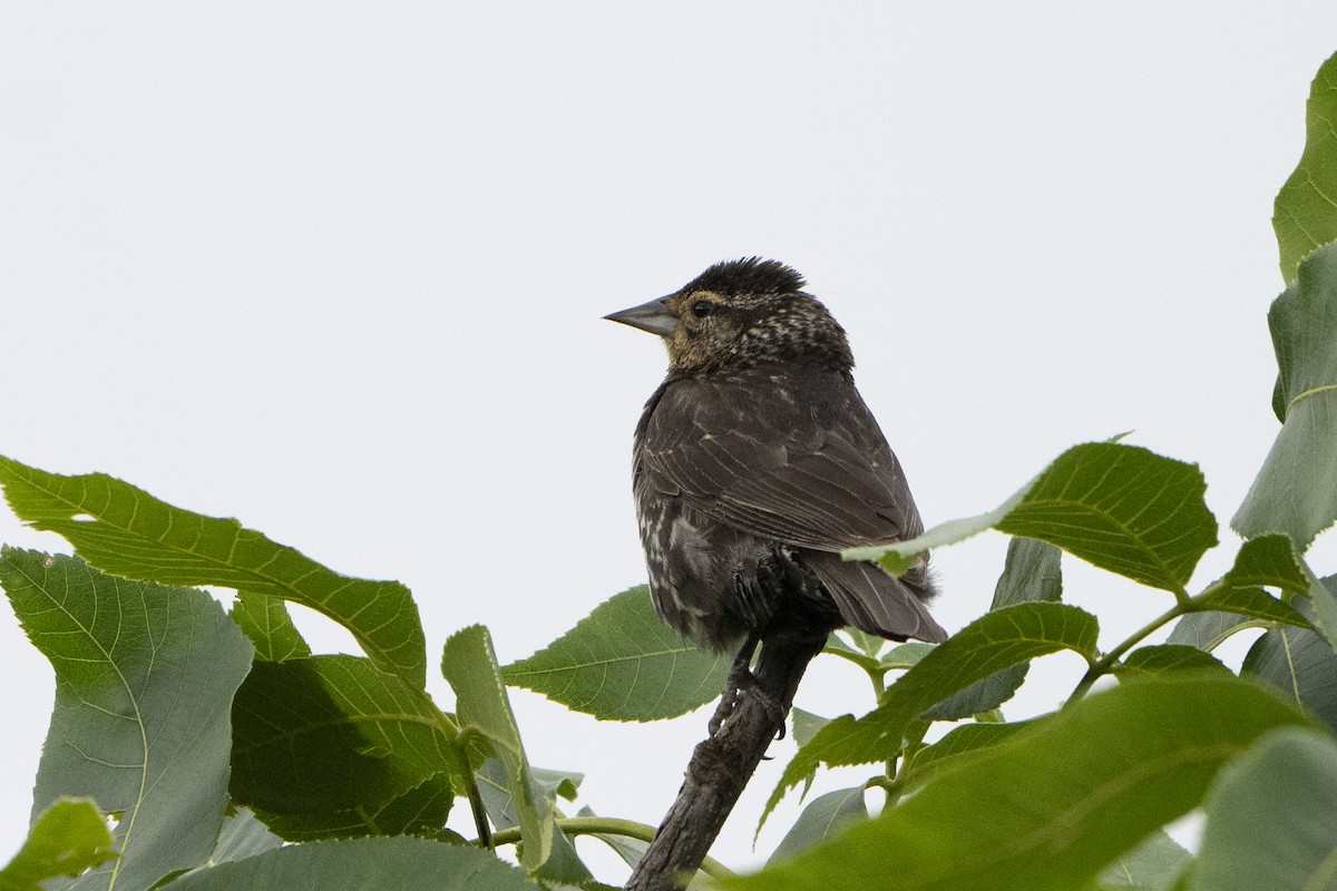 Red-winged Blackbird - ML621341895