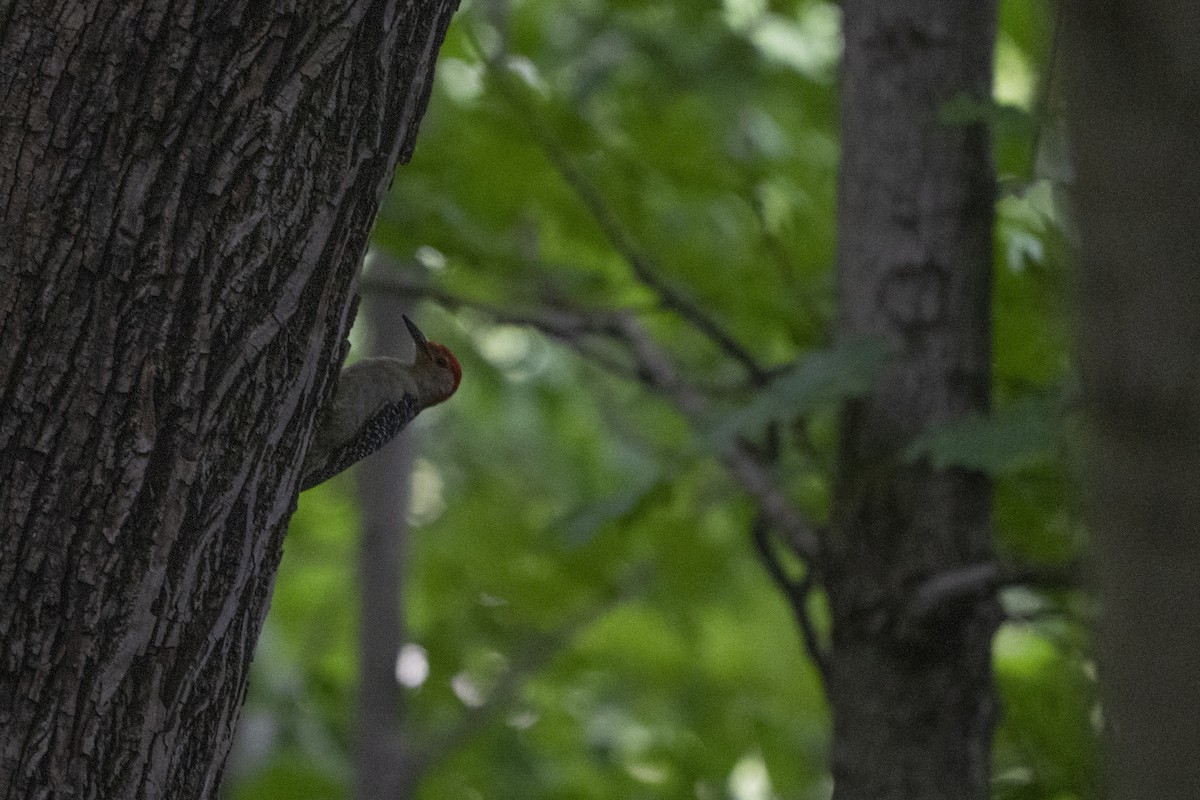 Red-bellied Woodpecker - ML621341914