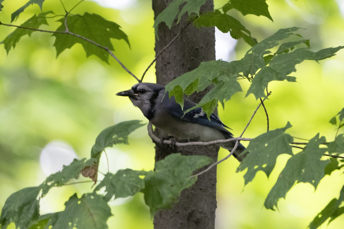 Blue Jay - ML621341923