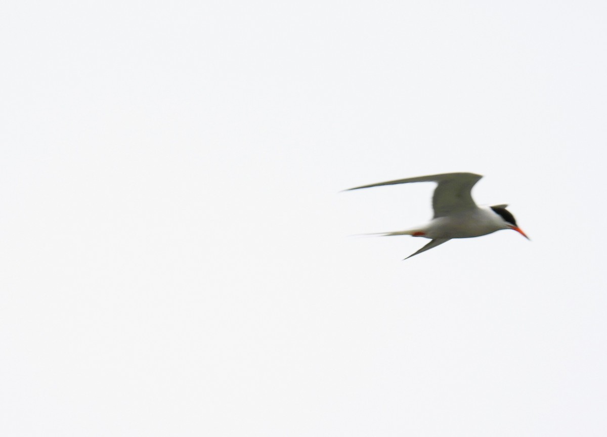 Common Tern - Cheryl Ring