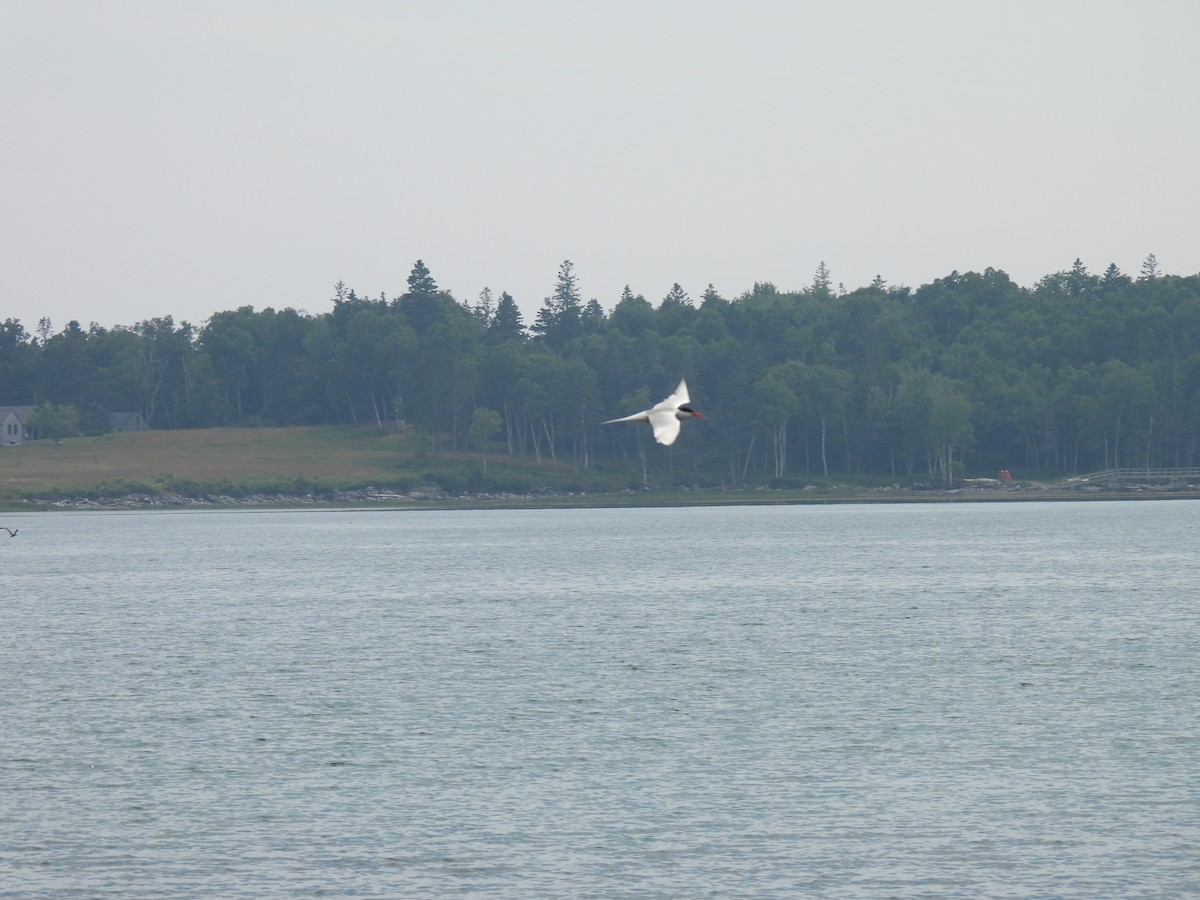 Common Tern - Cheryl Ring