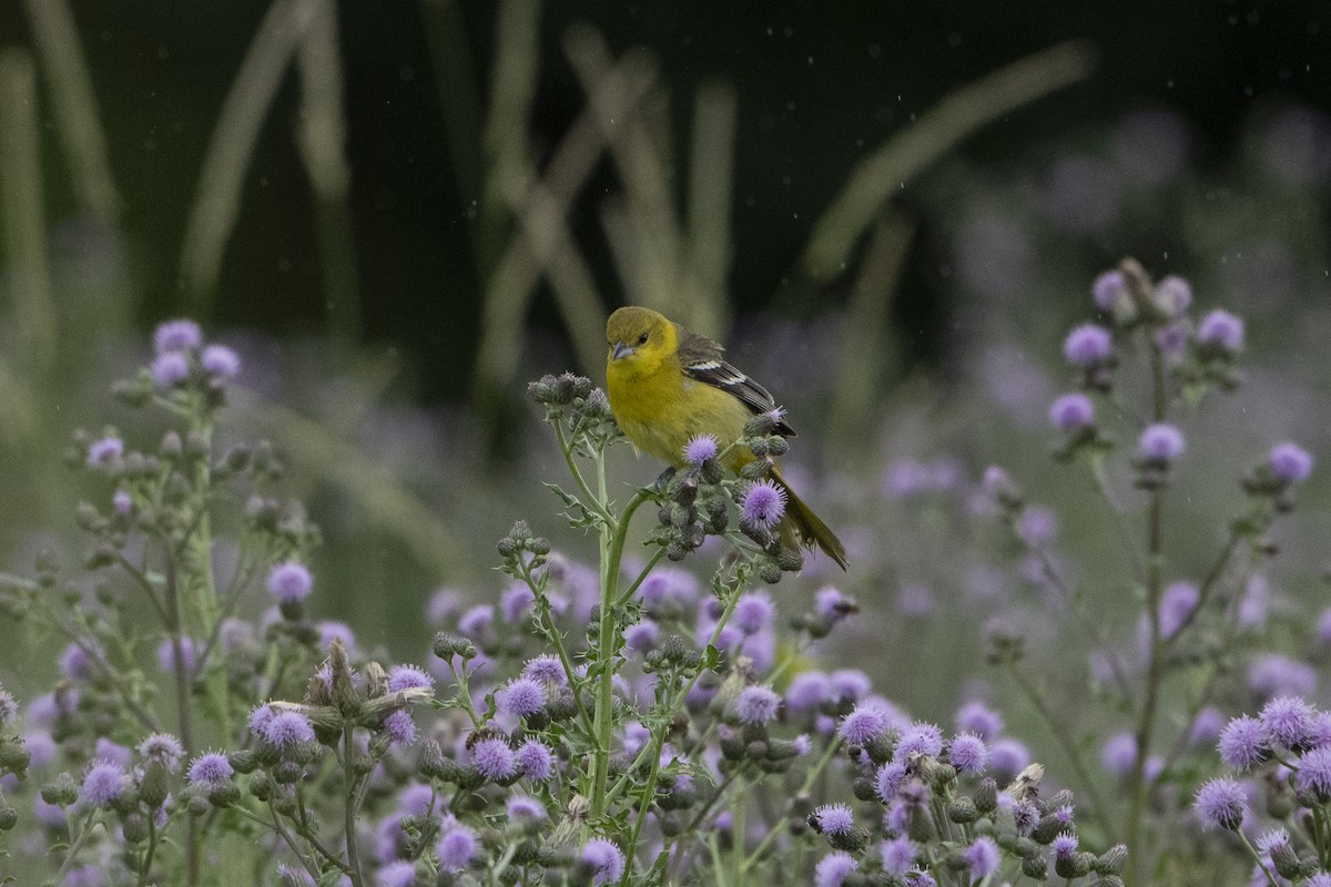 Baltimore Oriole - ML621341966