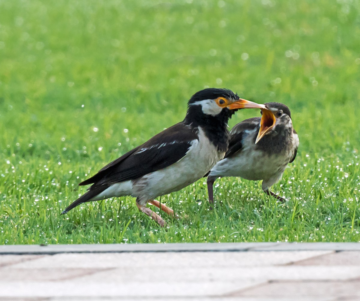 Indian Pied Starling - ML621342008