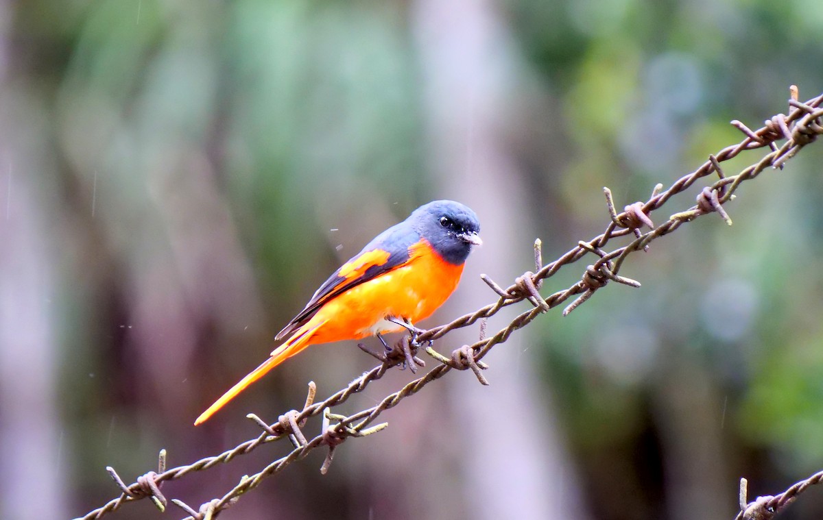 Gray-chinned Minivet - Shaun Chang