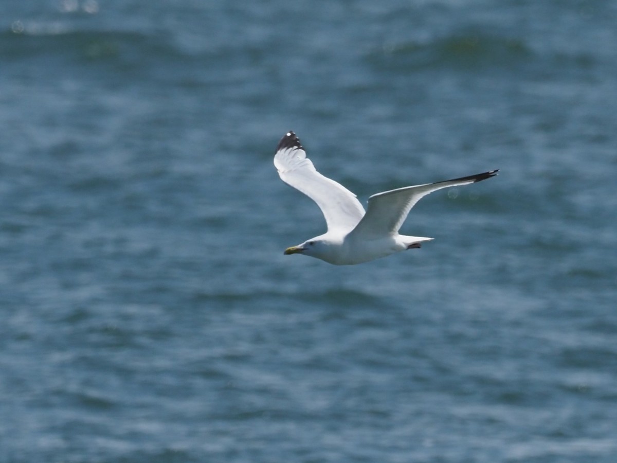 Ring-billed Gull - ML621342112