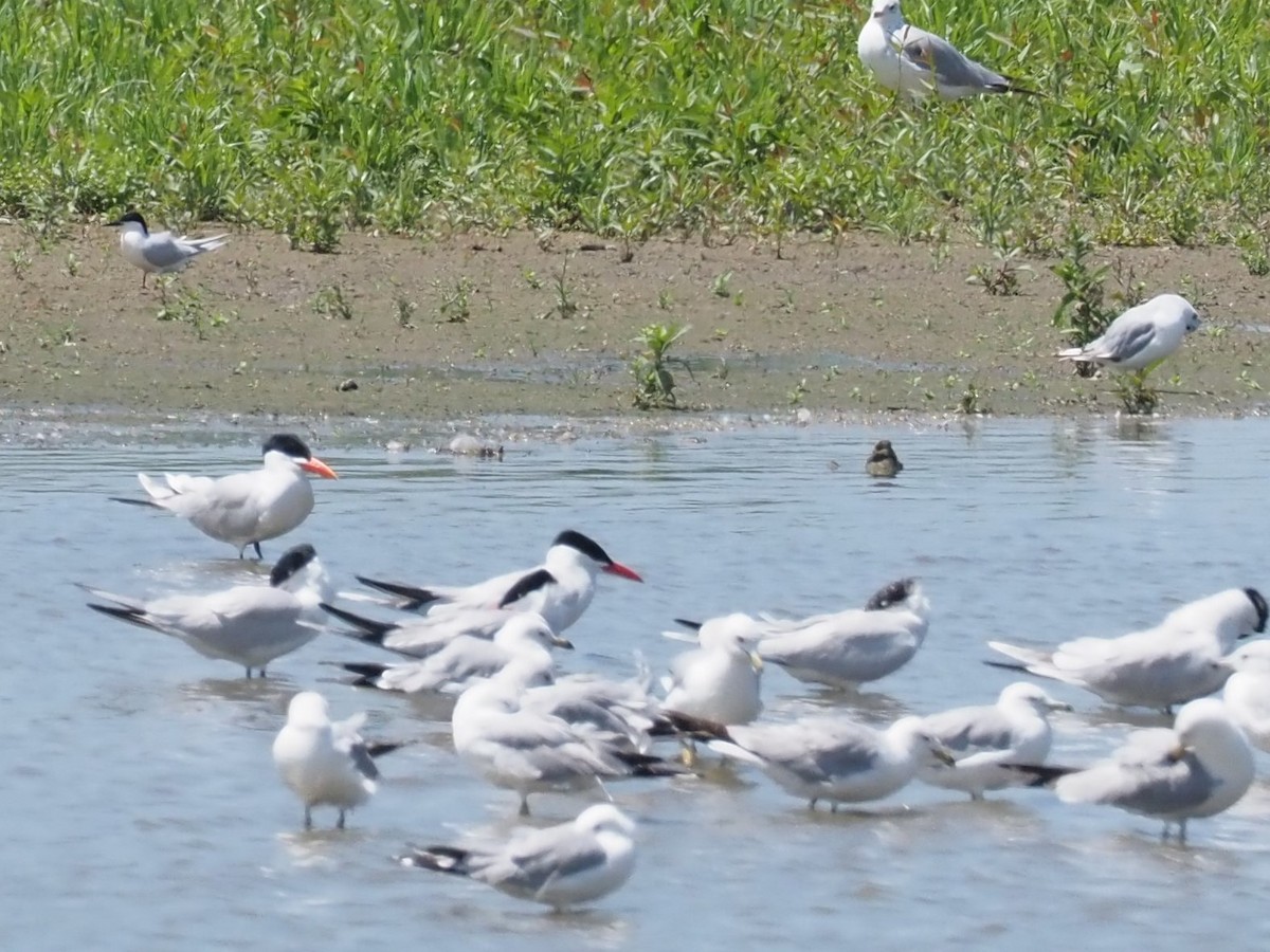 Roseate Tern - Sarah Preston