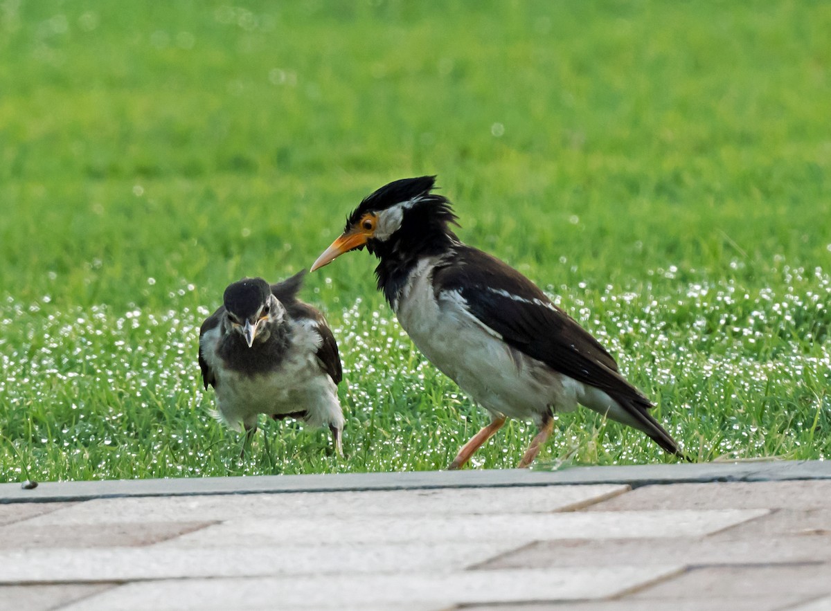 Indian Pied Starling - ML621342142