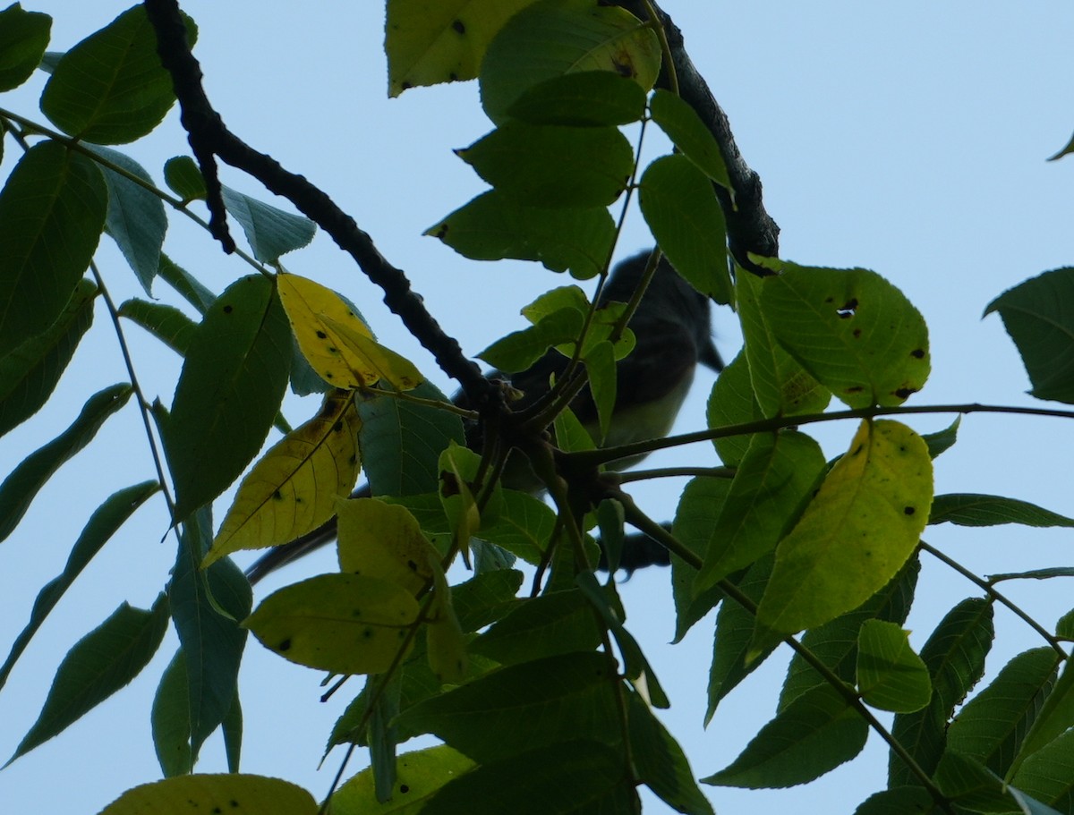 Great Crested Flycatcher - ML621342175