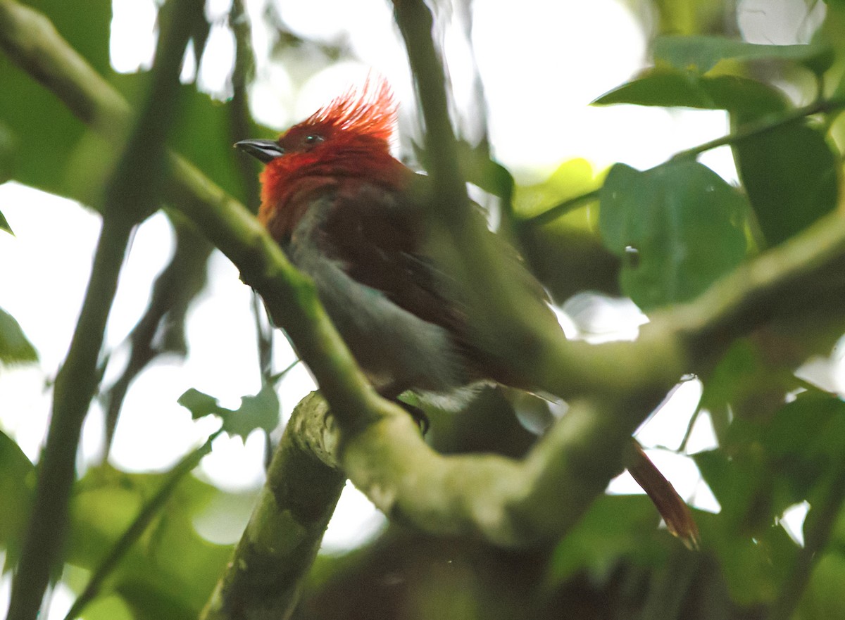 Crested Ant-Tanager - ML621342189