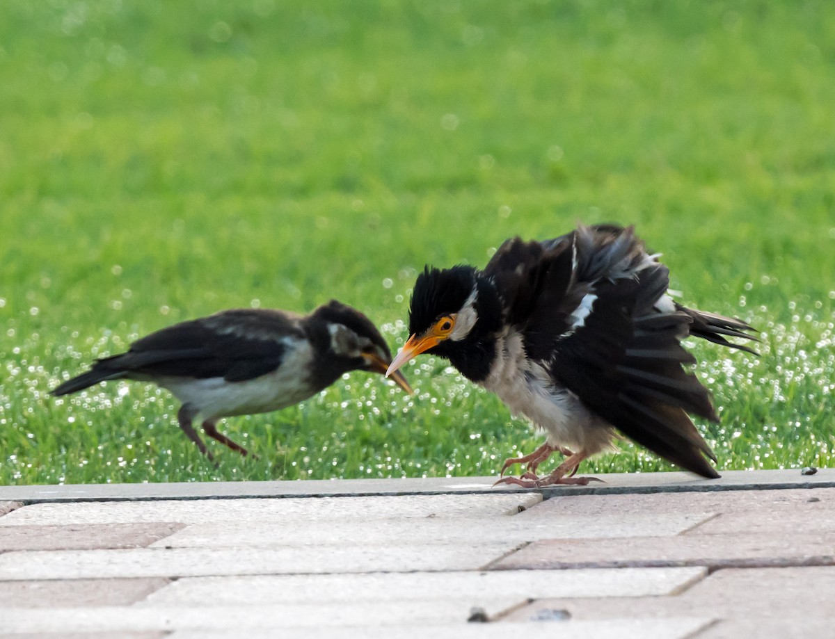 Indian Pied Starling - ML621342286