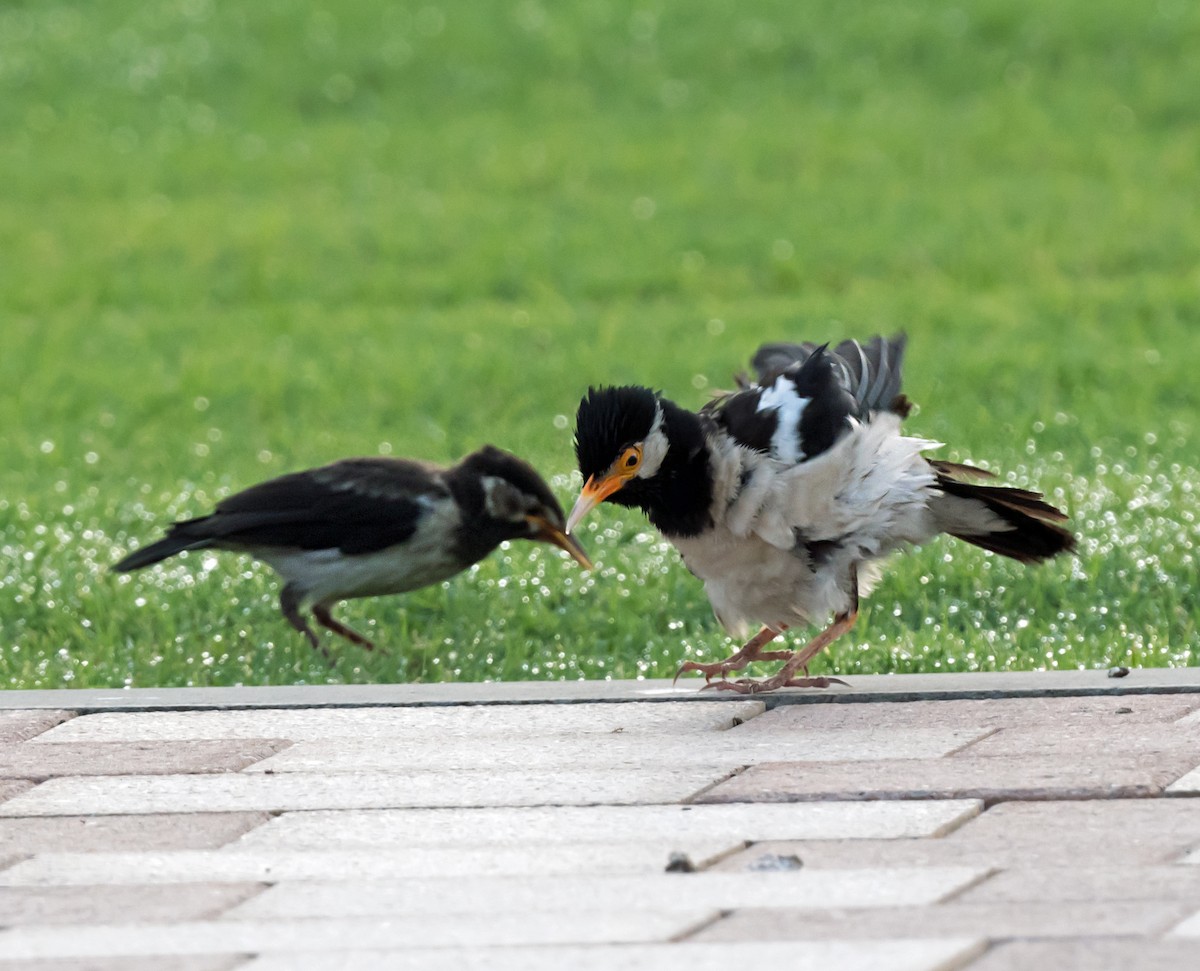 Indian Pied Starling - ML621342287