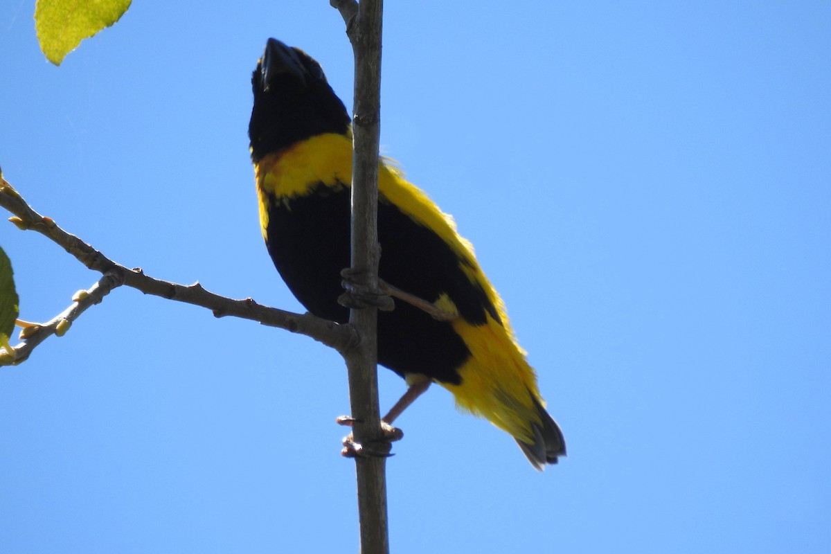 Yellow-crowned Bishop - ML621342305