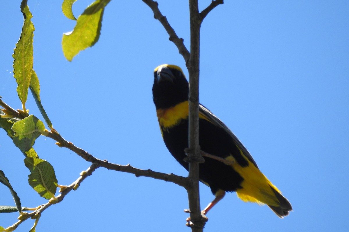 Yellow-crowned Bishop - ML621342306