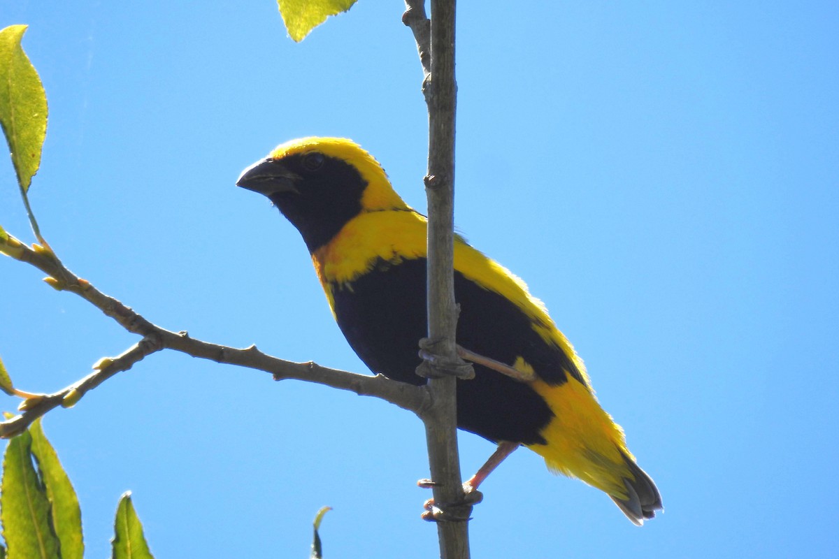 Yellow-crowned Bishop - ML621342308