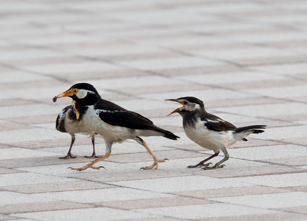 Indian Pied Starling - ML621342389