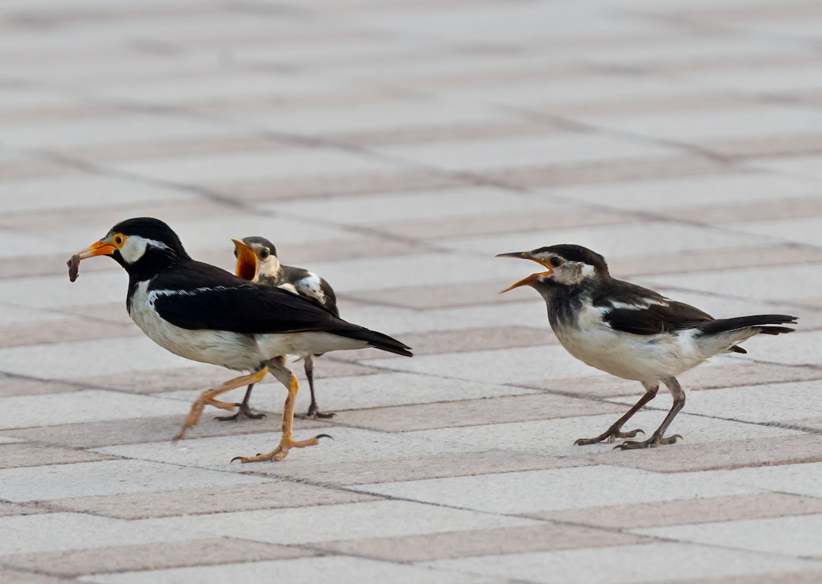 Indian Pied Starling - ML621342390