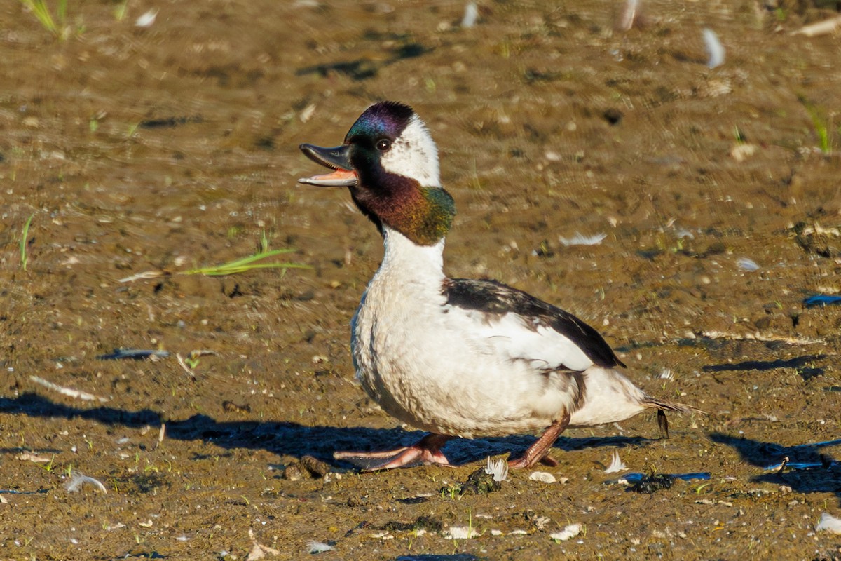 Bufflehead - ML621342397