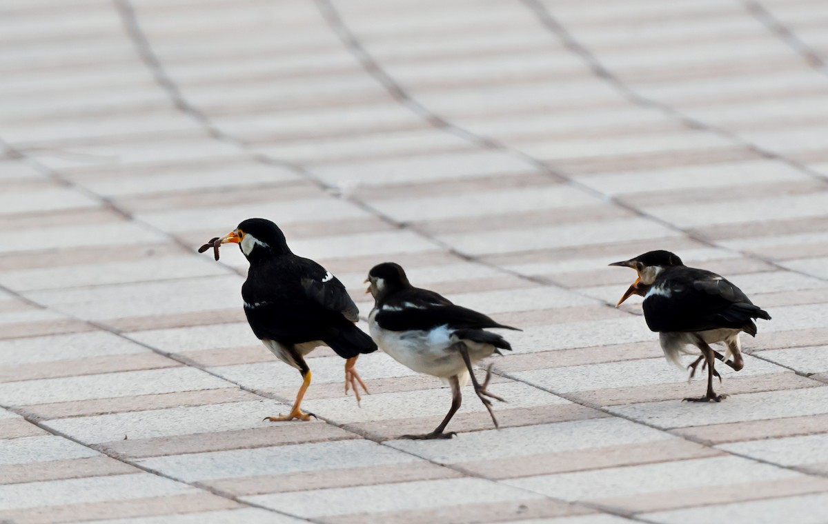 Indian Pied Starling - ML621342483