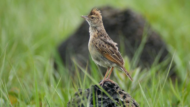 Angola Lark - ML621342491