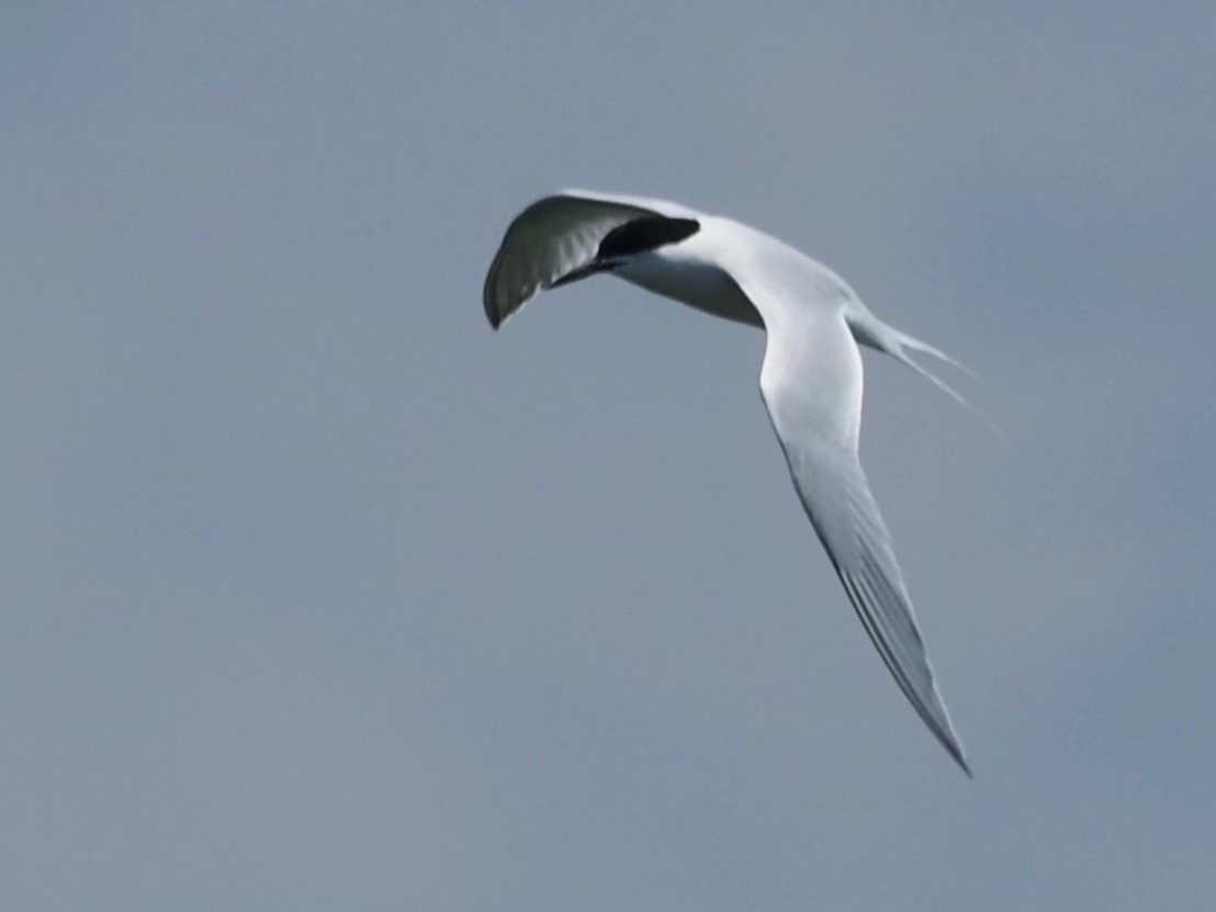 Roseate Tern - ML621342504