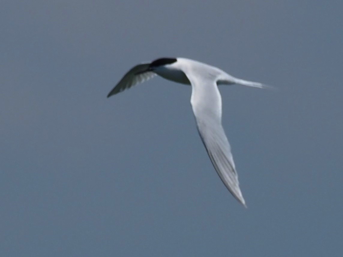 Roseate Tern - ML621342505