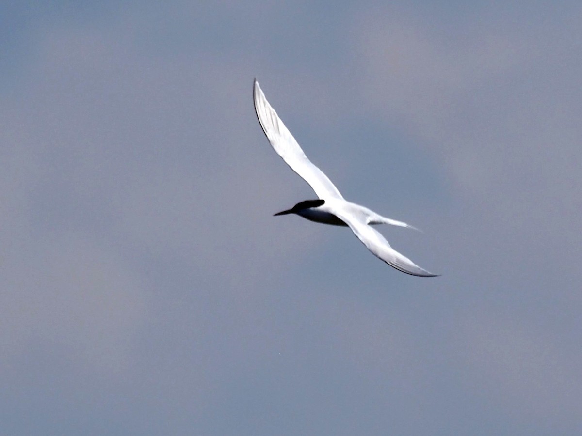 Roseate Tern - ML621342506