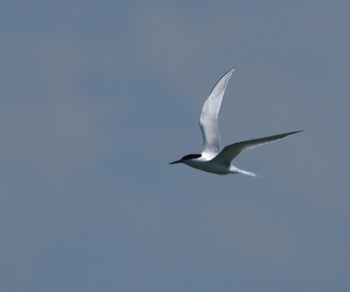 Roseate Tern - ML621342507